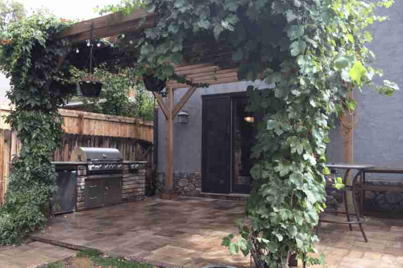 Plants and vines around outdoor pergola